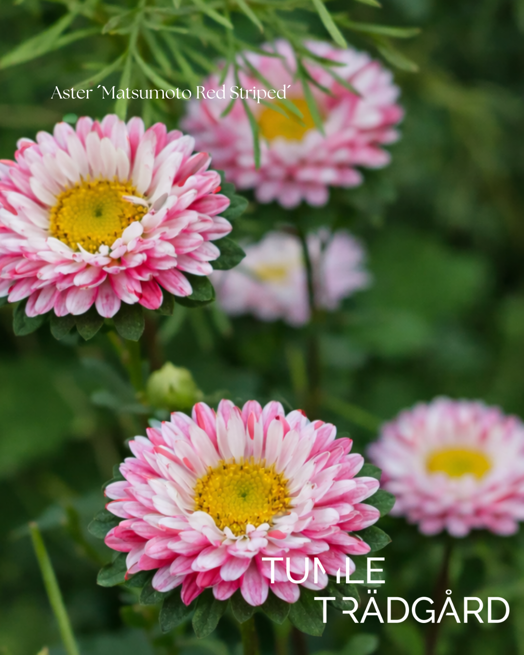 Aster Frö ´Matsumoto Red Striped´NYHET!