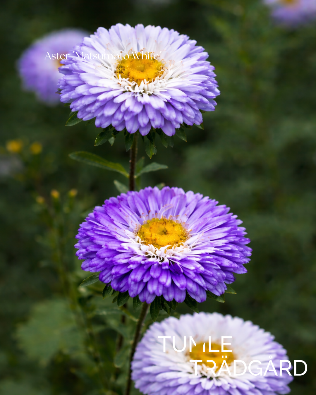 Aster Frö ´Matsumoto White Tipped Blue´