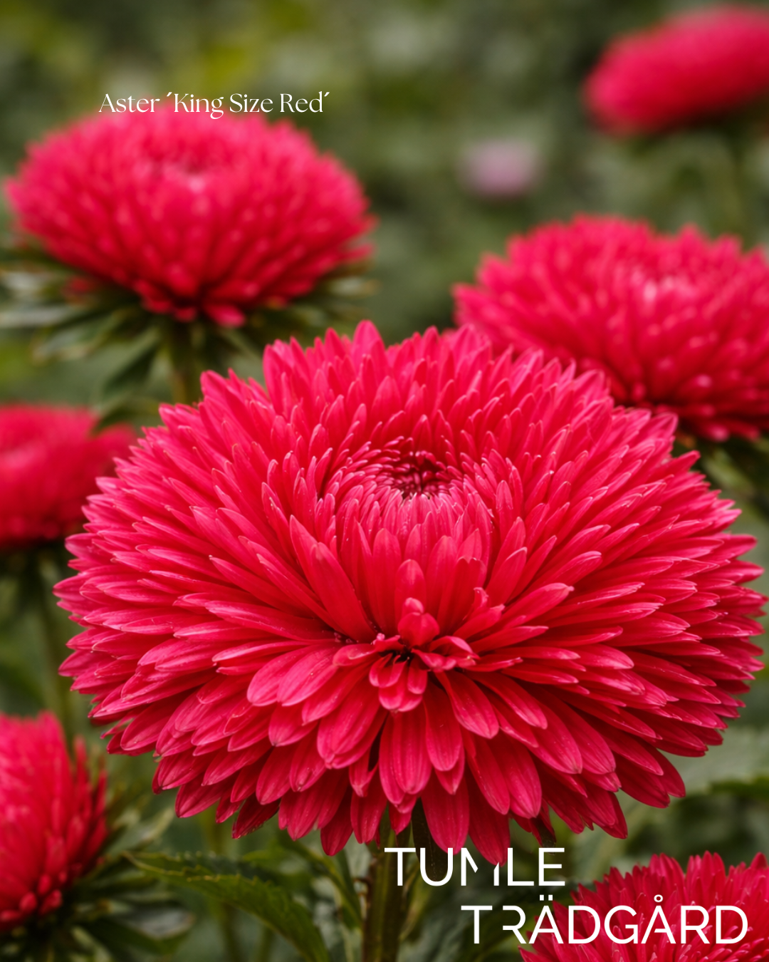 Aster Frö ´King Size Red´