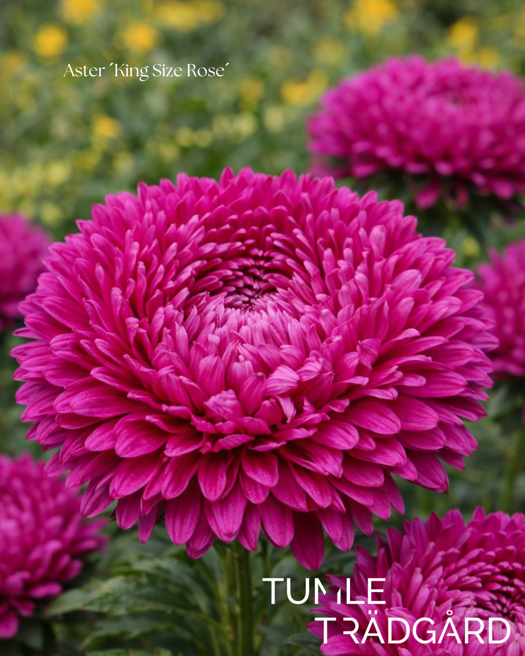 Aster Frö ´King Size Rose´