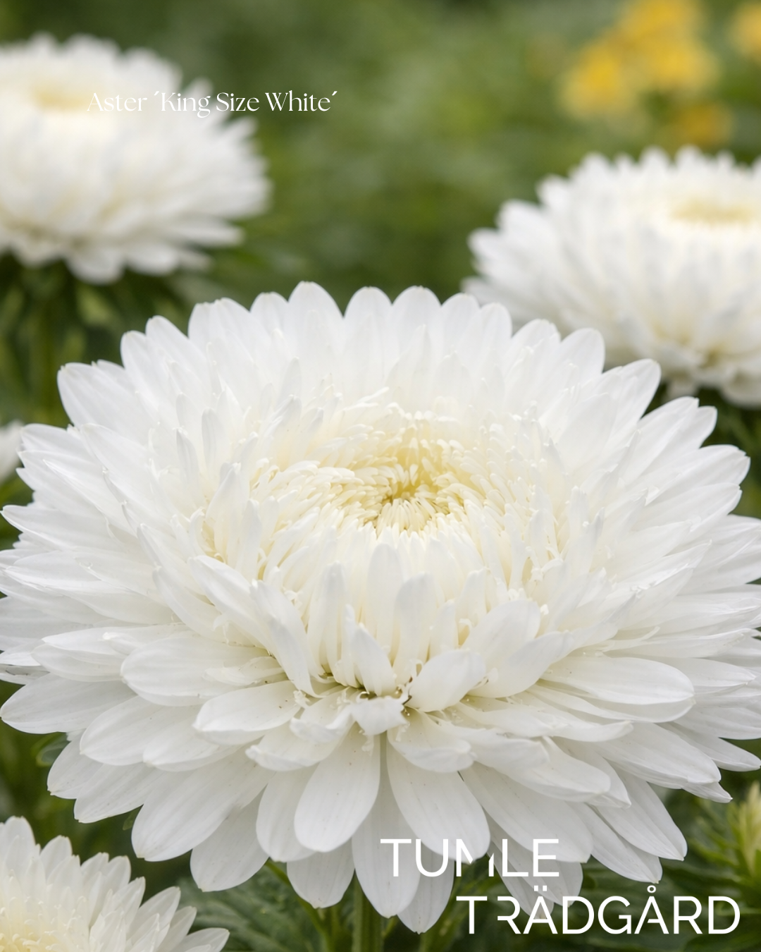 Aster Frö ´King Size White´