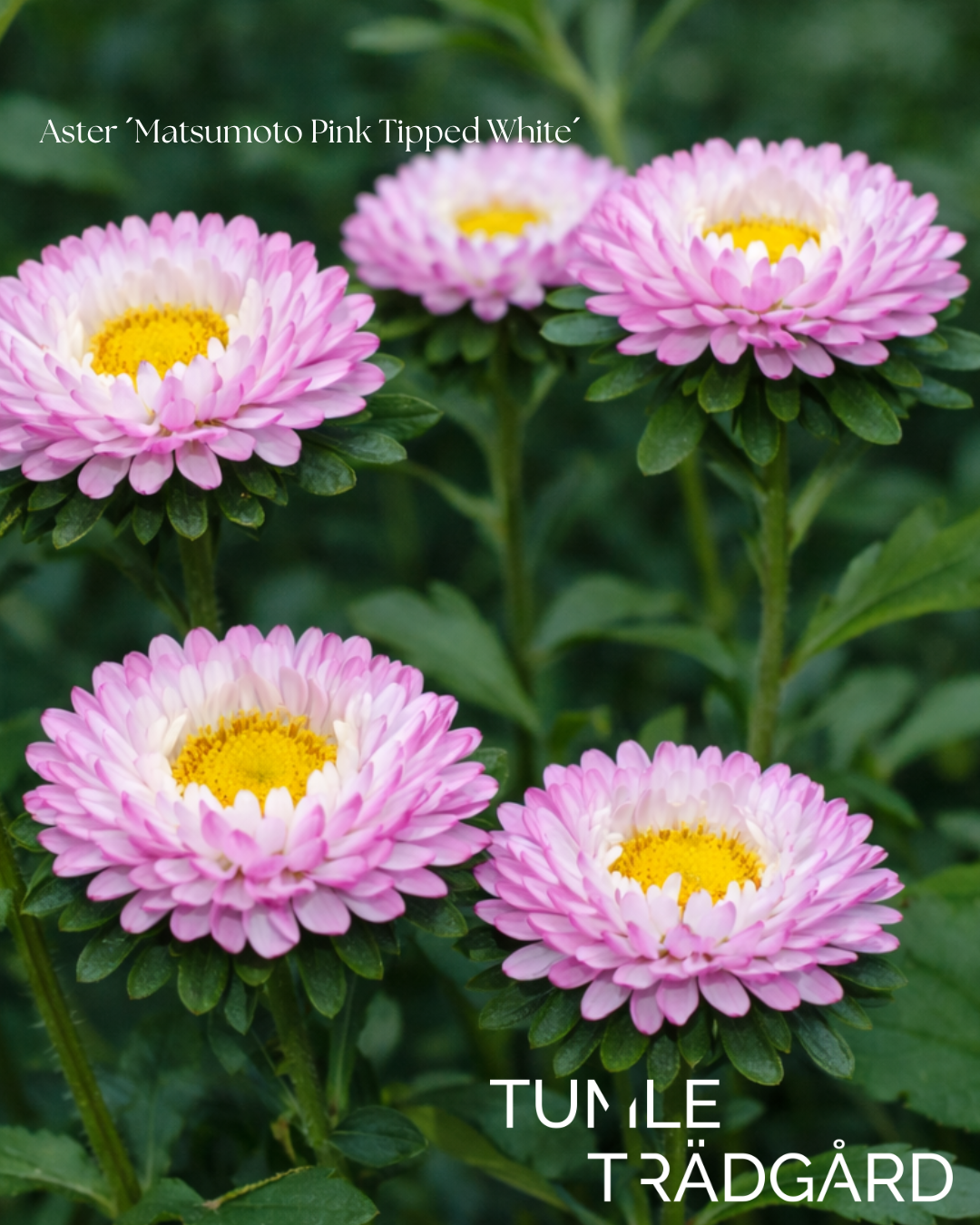 Aster Frö ´Matsumoto Pink Tipped White´