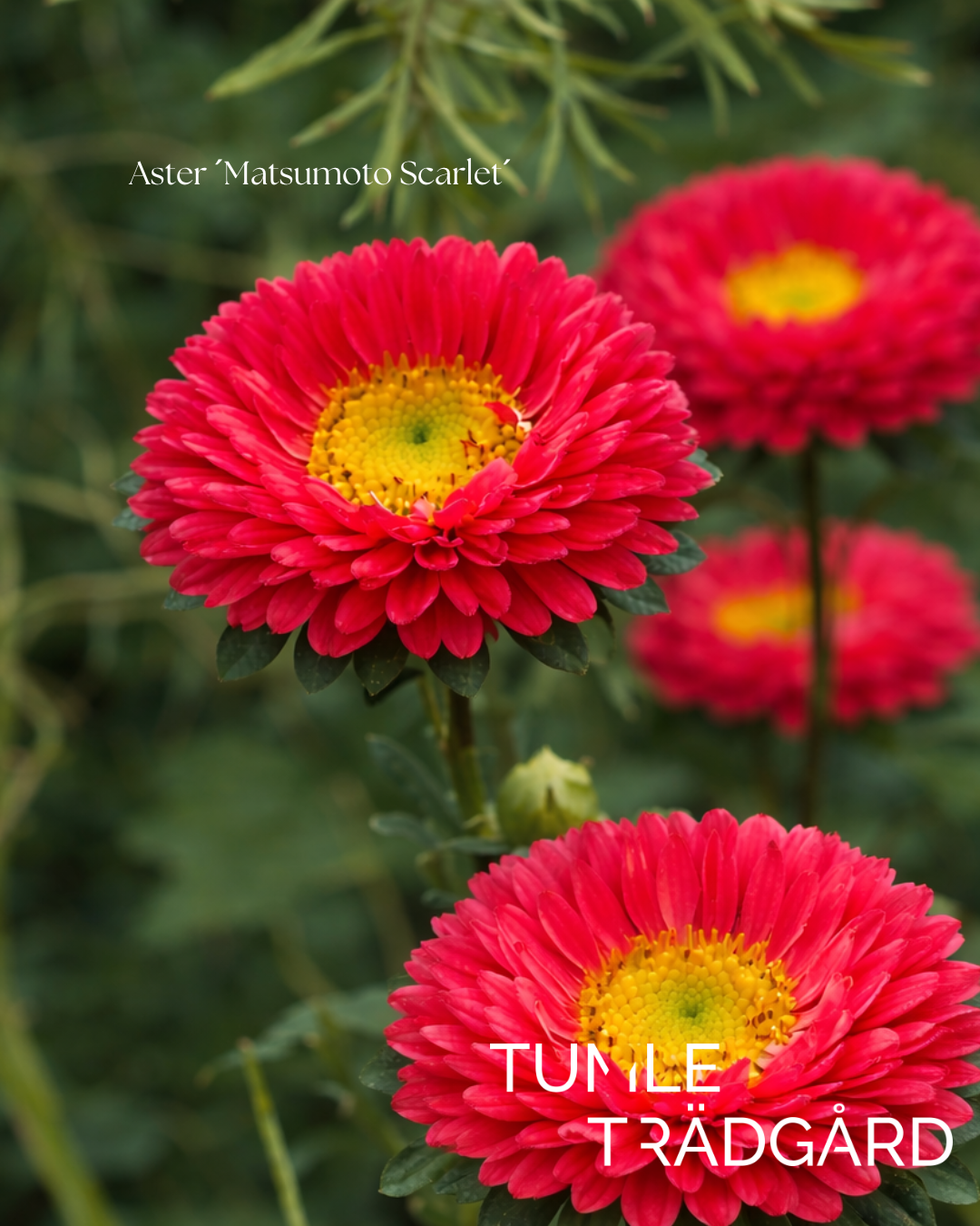 Aster Frö ´Matsumoto Scarlet´