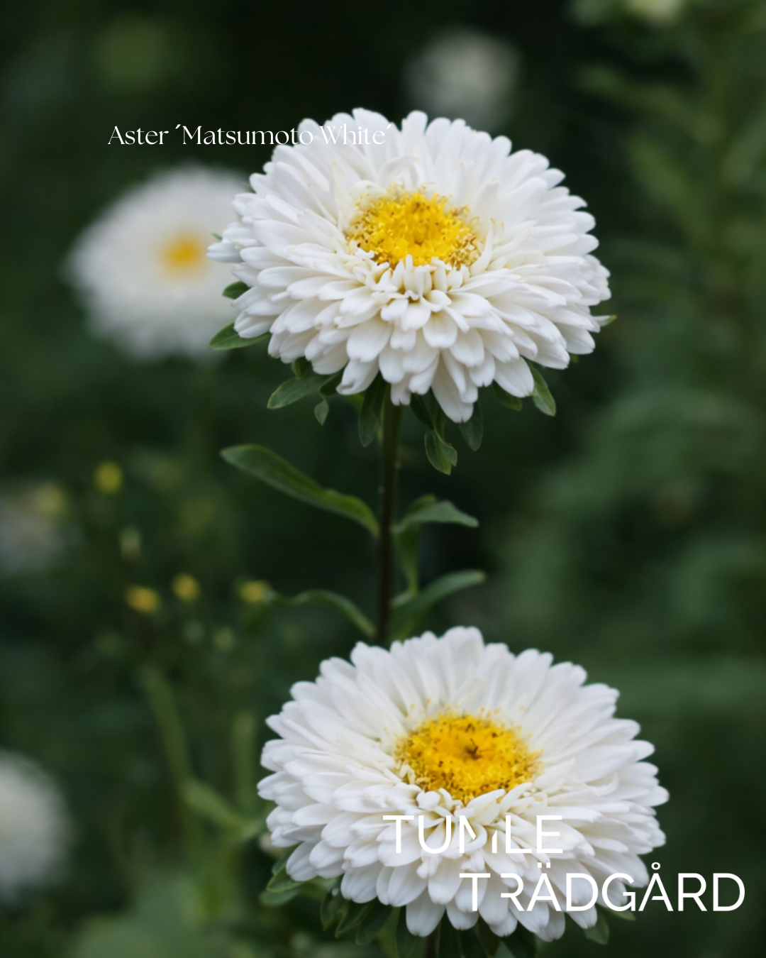 Aster Frö ´Matsumoto White´