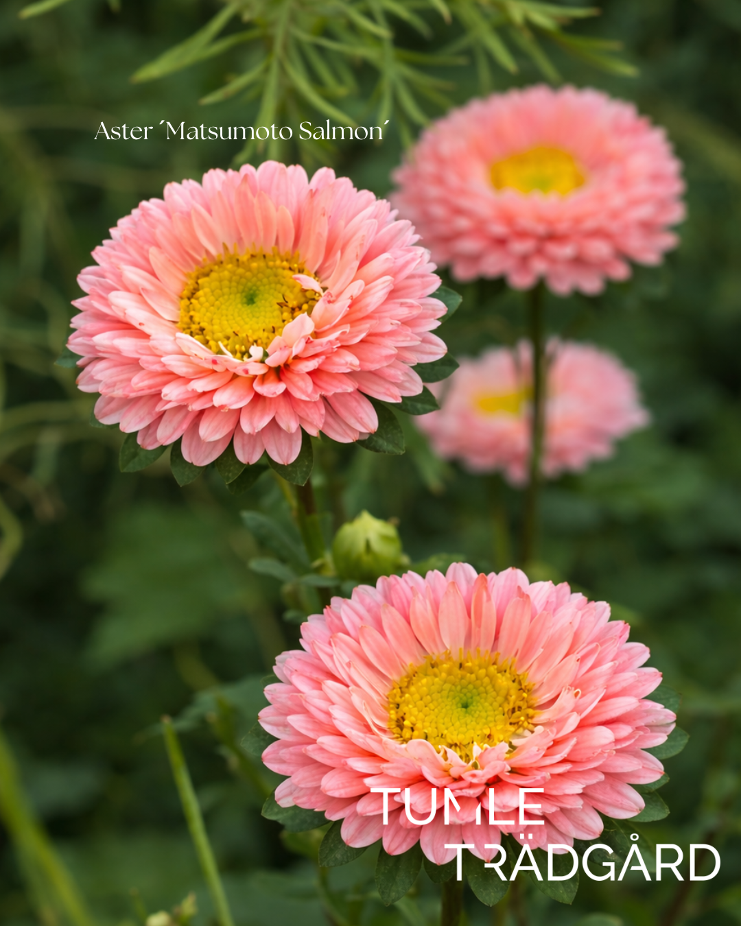 Aster Frö ´Matsumoto Salmon´ NYHET!