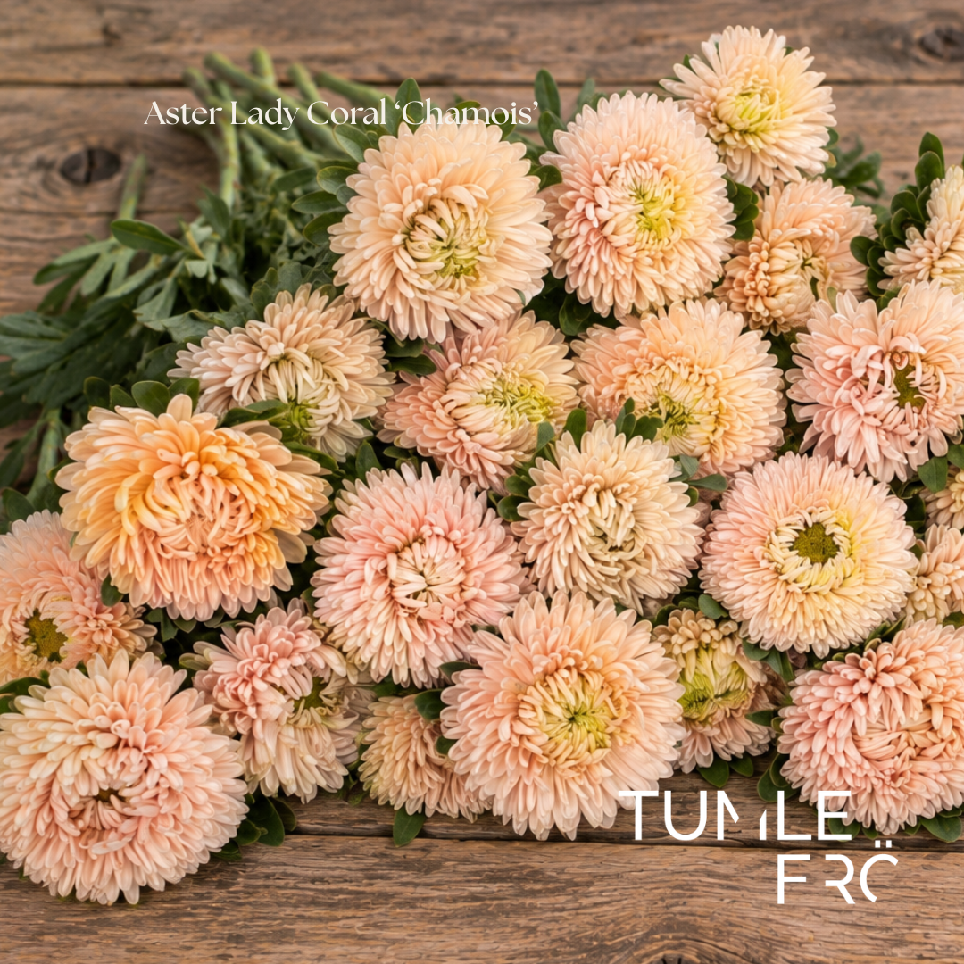 Aster Frö Lady Coral ‘Chamois’