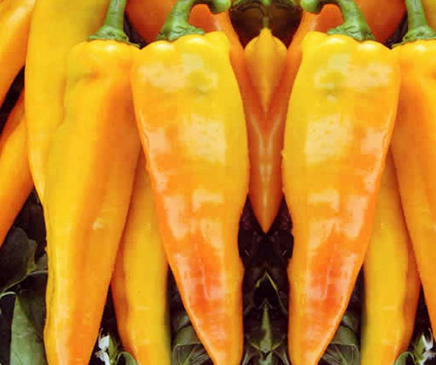 Paprika Frö ´Astor´F1