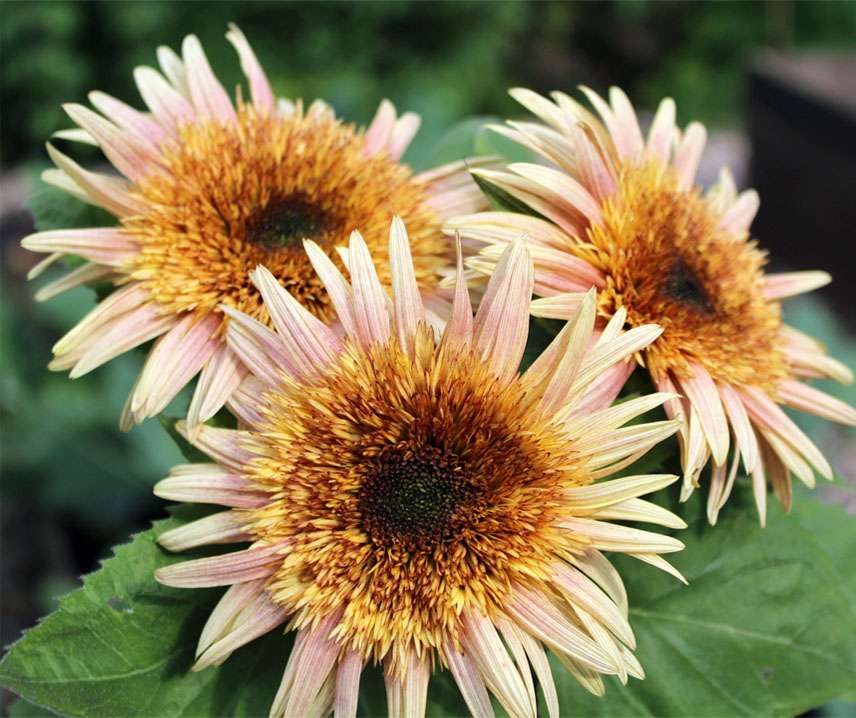 Solros ´Astra Rose´