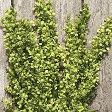 Trädgårdsmålla Frö ´Green Plume´