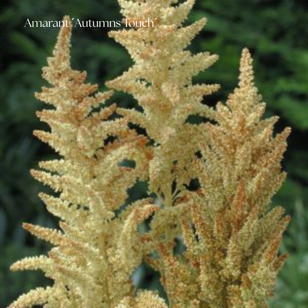Amarant Frö ´Autumn´s Touch´