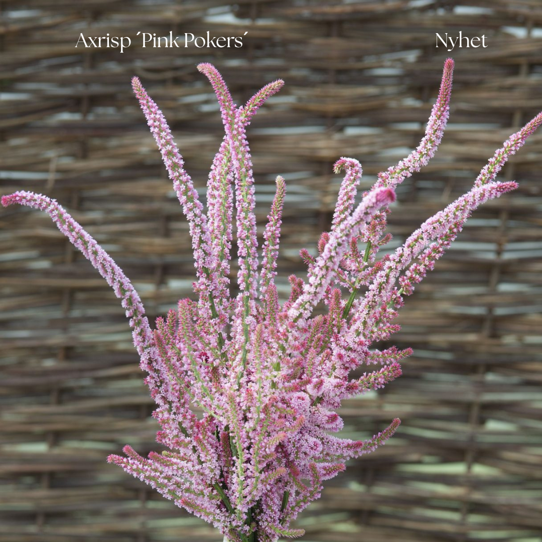 Axrisp Frö `Pink Pokers´ NYHET!