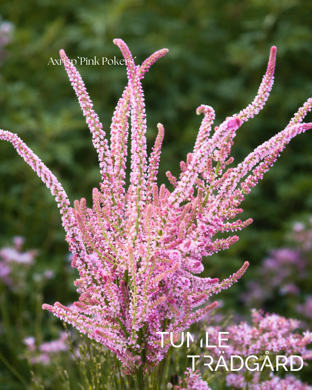 Axrisp Frö `Pink Pokers´ NYHET!