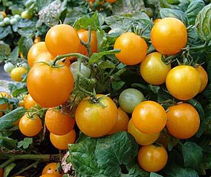 Tomat Frö Busk ´Aztek´