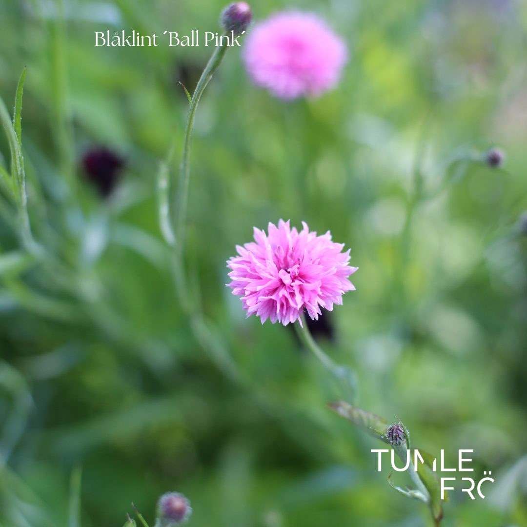 Blåklint Frö ´Ball Pink´