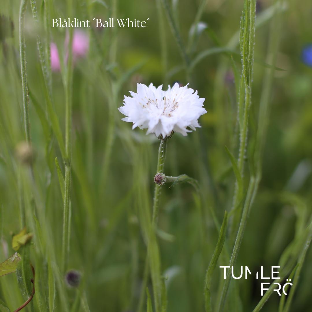 Blåklint Frö ´Ball White´