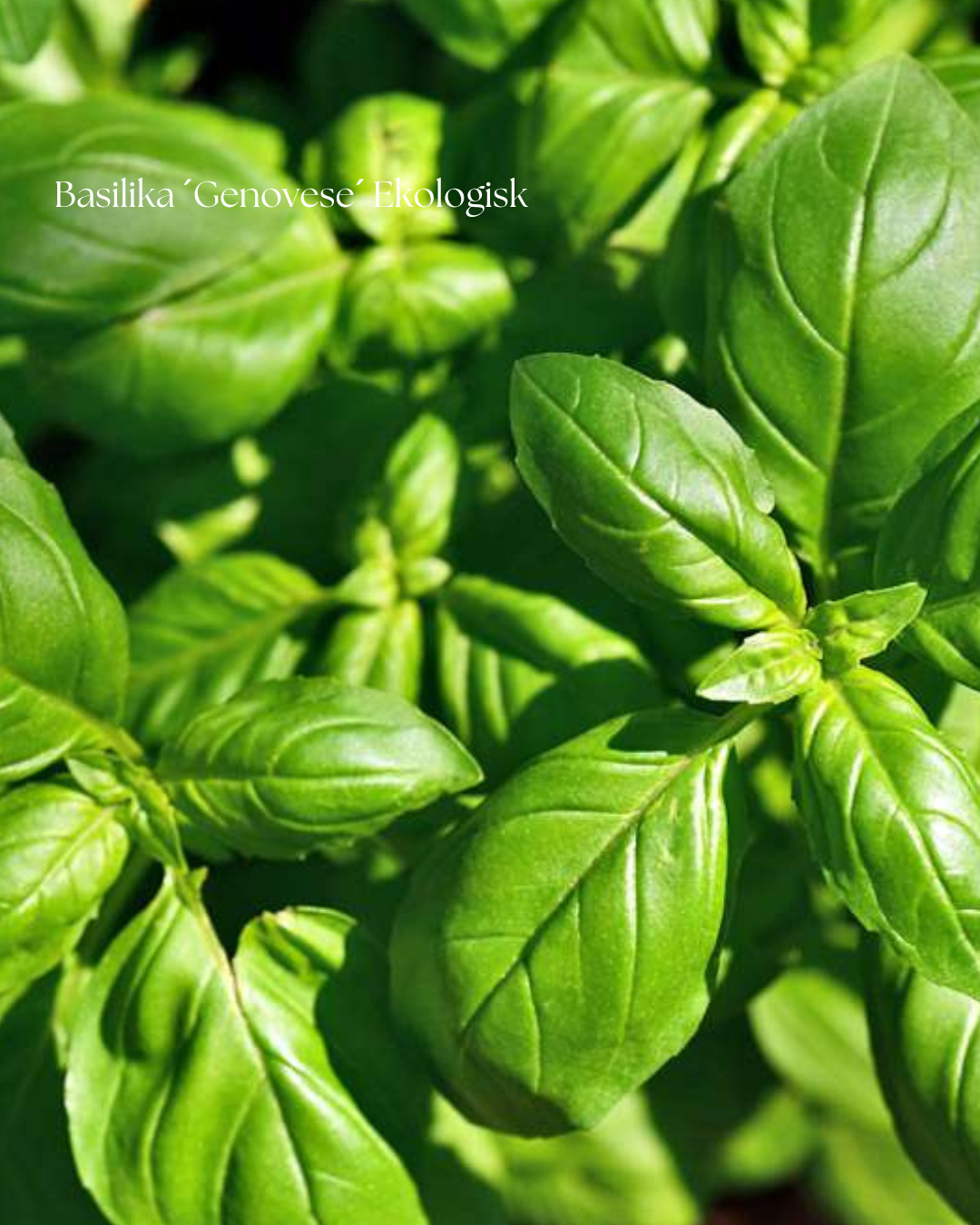 Basilika Frö ’Genovese’ Ekologisk
