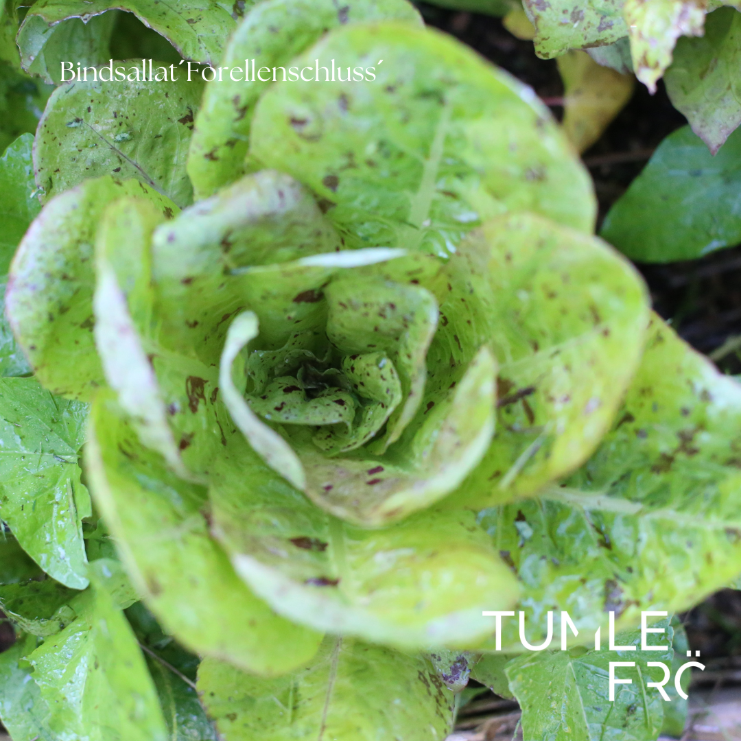 Bindsallat Frö ´Forellenschluss´
