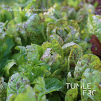 Bindsallat Frö ´Forellenschluss´