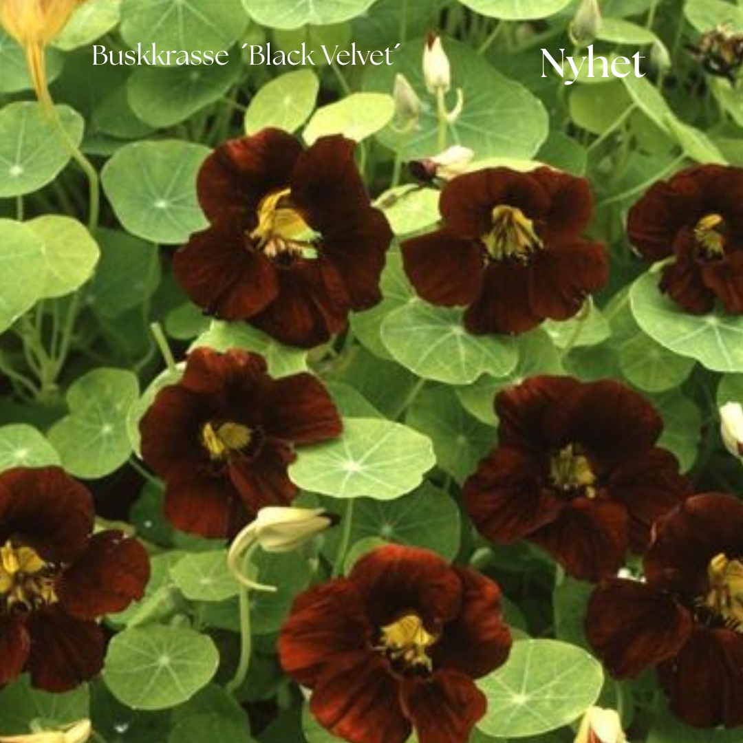 Buskkrasse Frö ´Black Velvet´