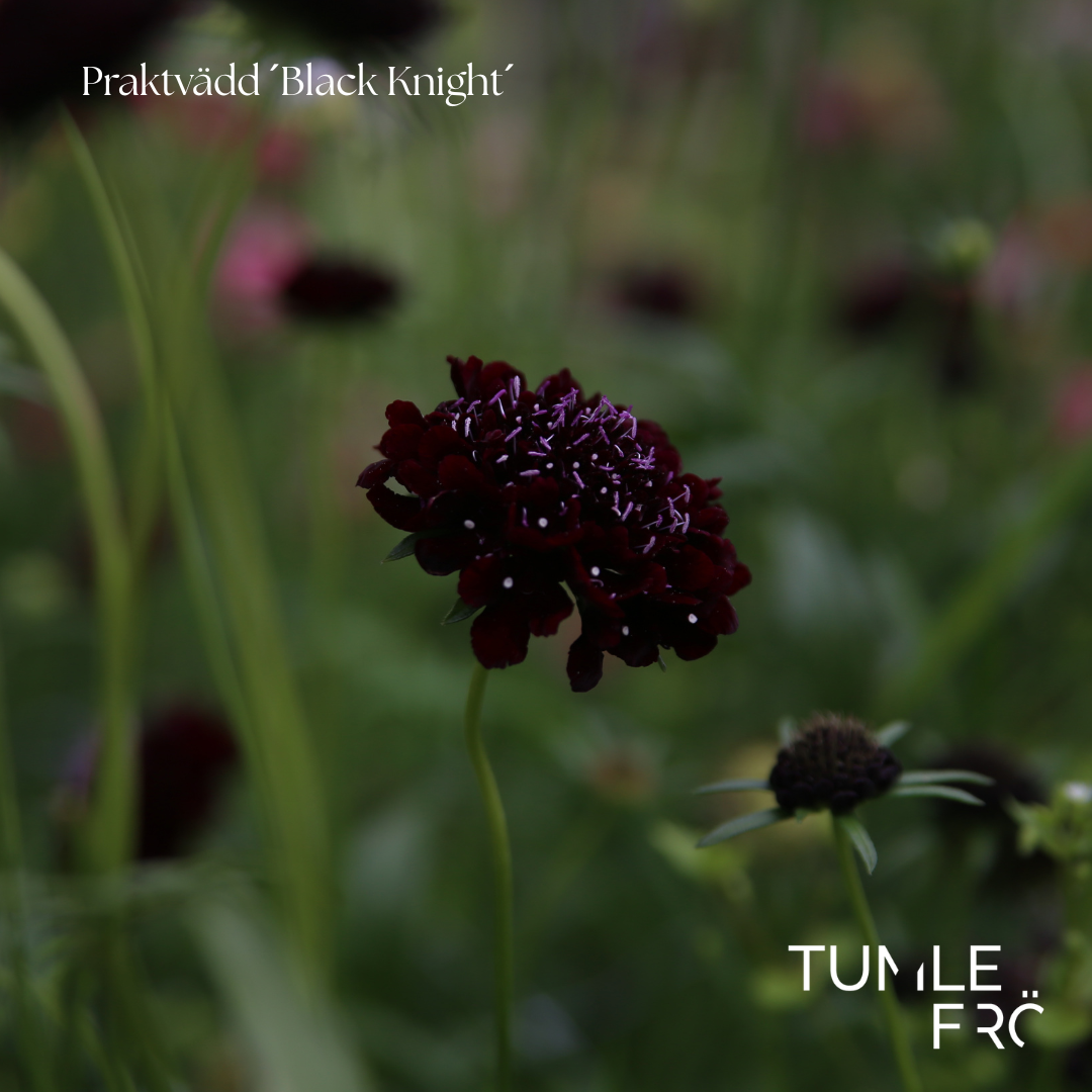 Praktvädd Frö ´Black Knight´