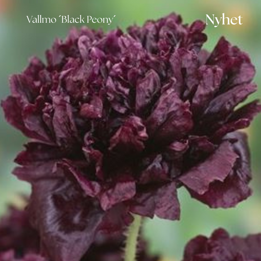 Pionvallmo Frö ´Black Peony´