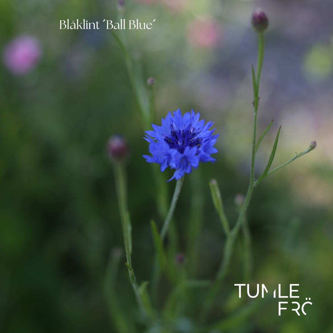 Blåklint Frö ´Ball Blue´