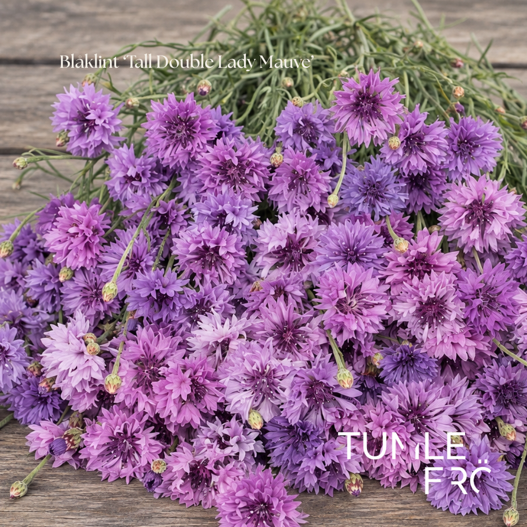 Blåklint Frö ‘Tall Double Lady Mauve’