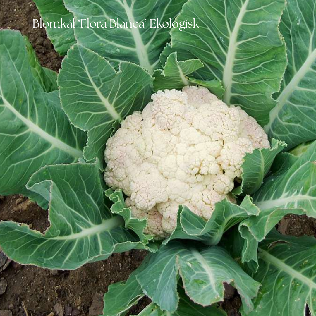 Blomkål Frö ‘Flora Blanca’ Ekologisk