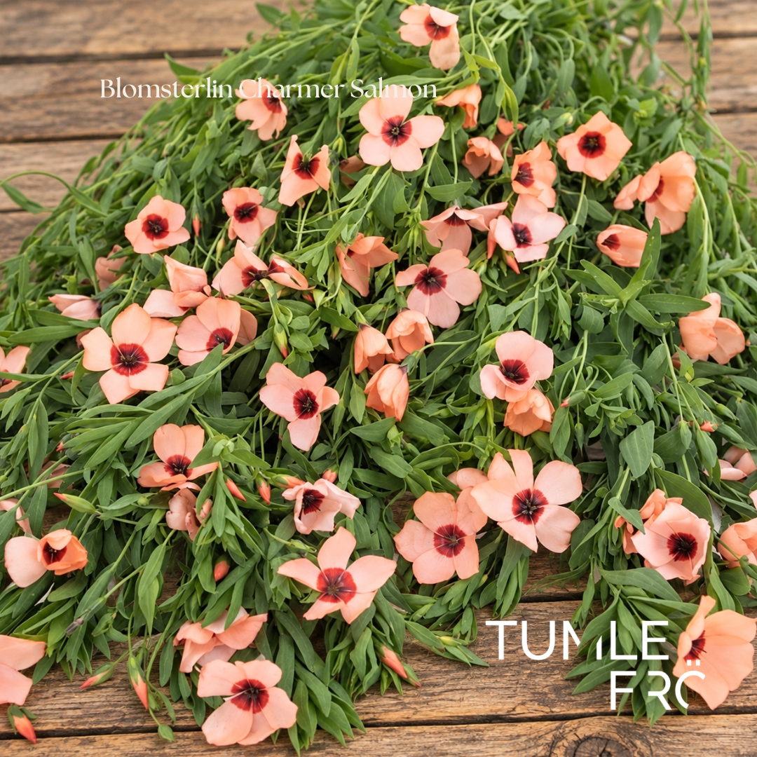 Blomsterlin Frö ‘Charmer Salmon’