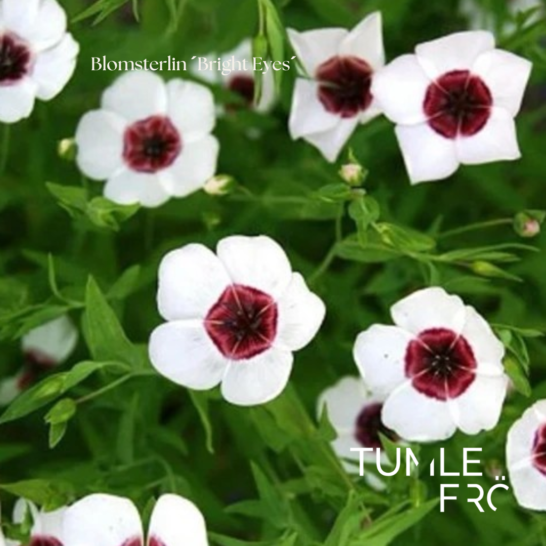 Blomsterlin Frö ‘Bright Eyes’