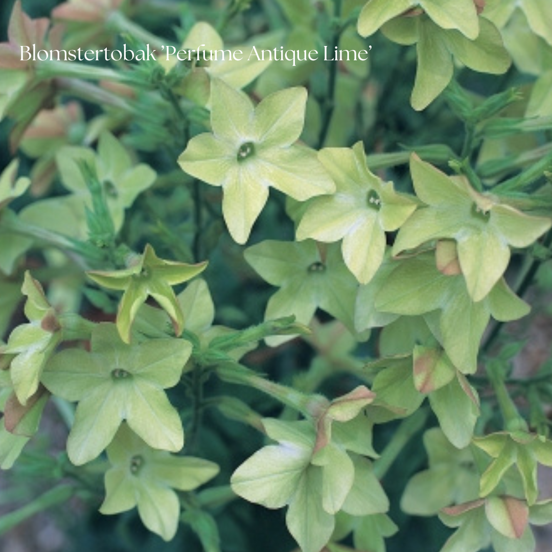 Blomstertobak Frö ’Perfume Antique Lime’ NYHET!