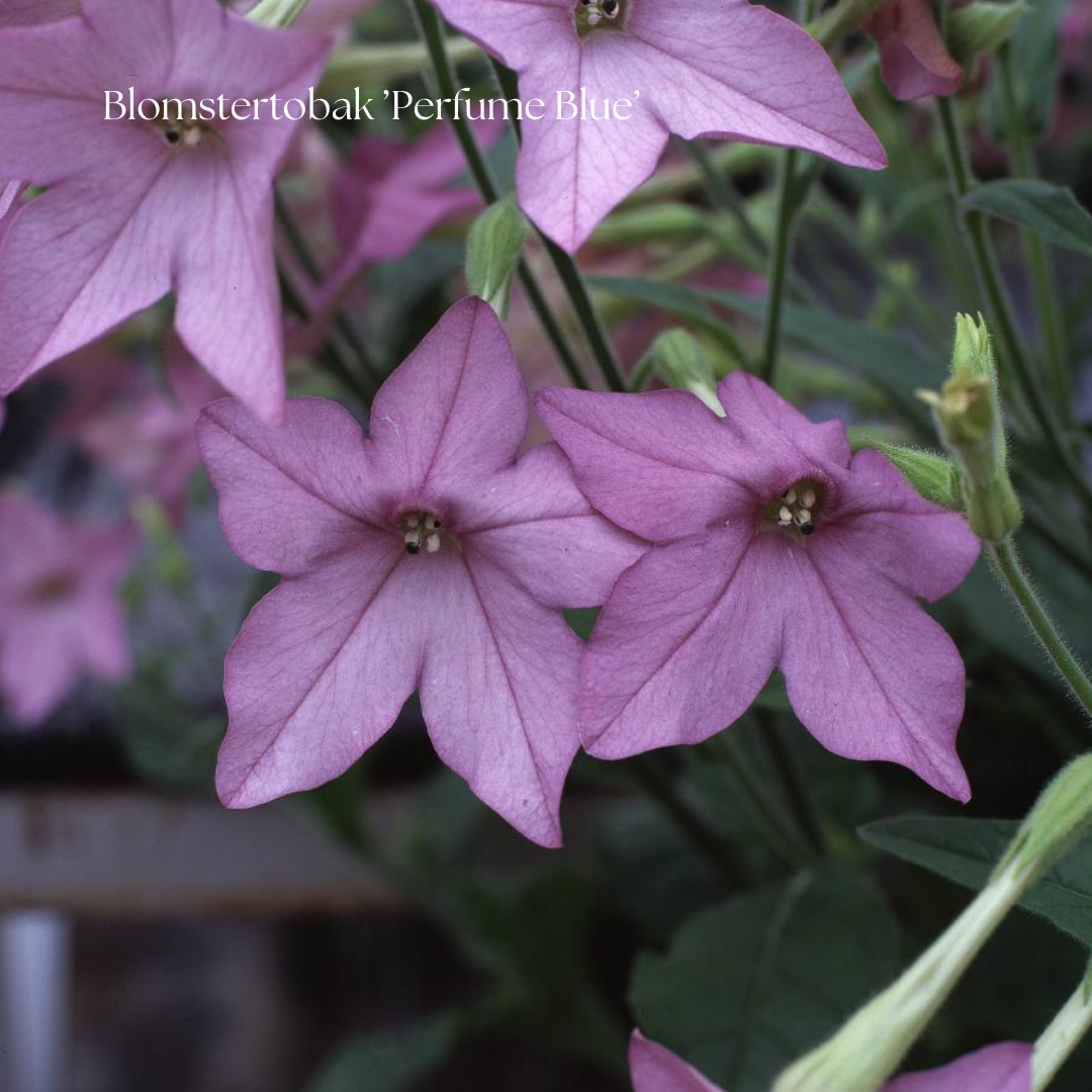 Blomstertobak Frö ’Perfume Blue’ NYHET!