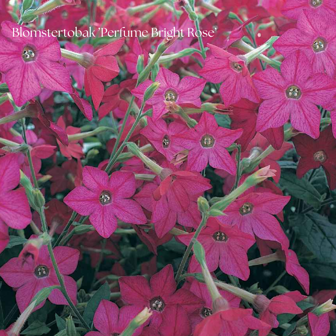 Blomstertobak Frö ’Perfume Bright Rose’ NYHET!