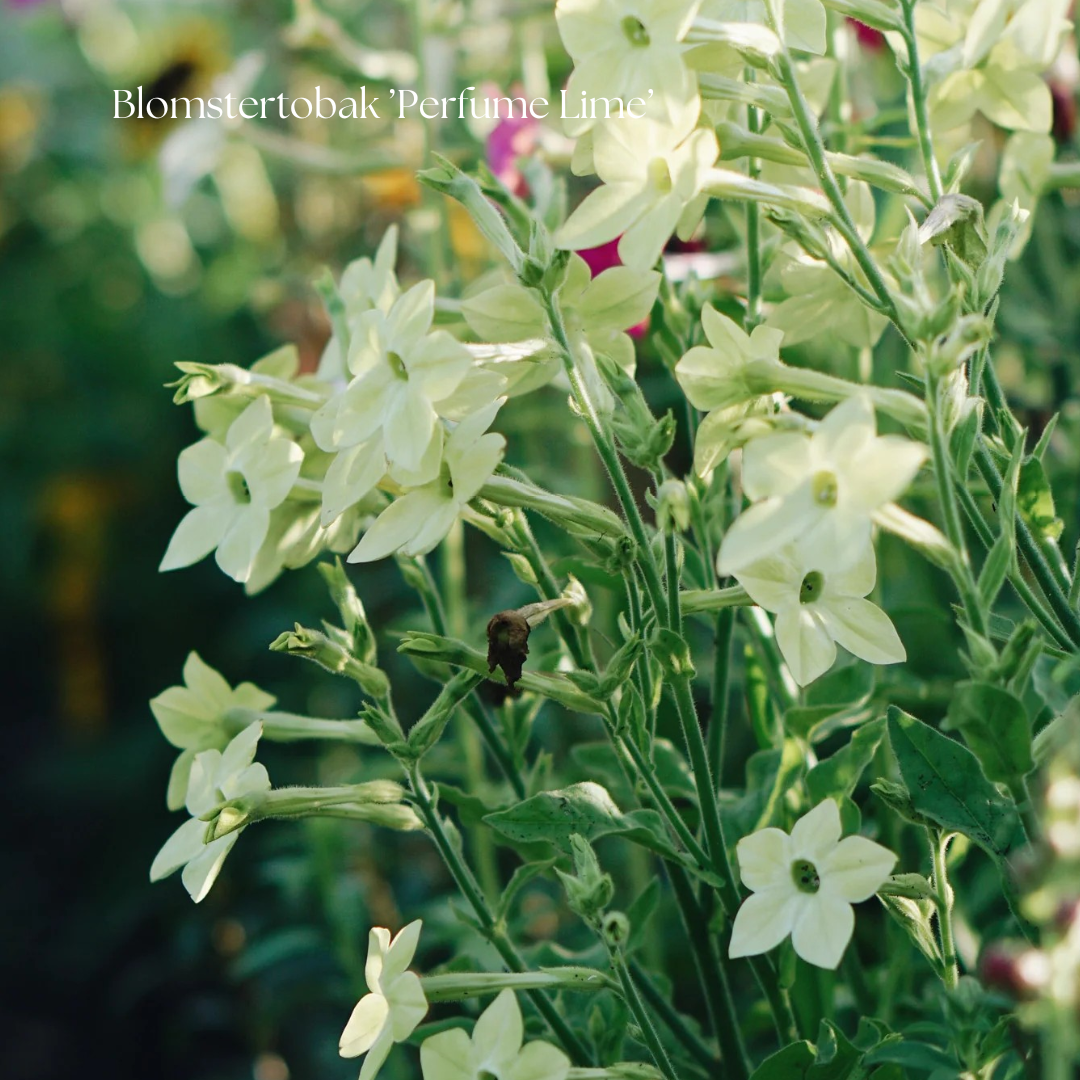 Blomstertobak Frö ’Perfume Lime’ NYHET!