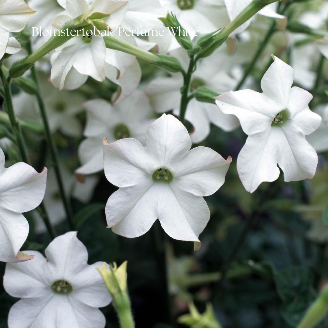 Blomstertobak Frö ’Perfume White’ NYHET!