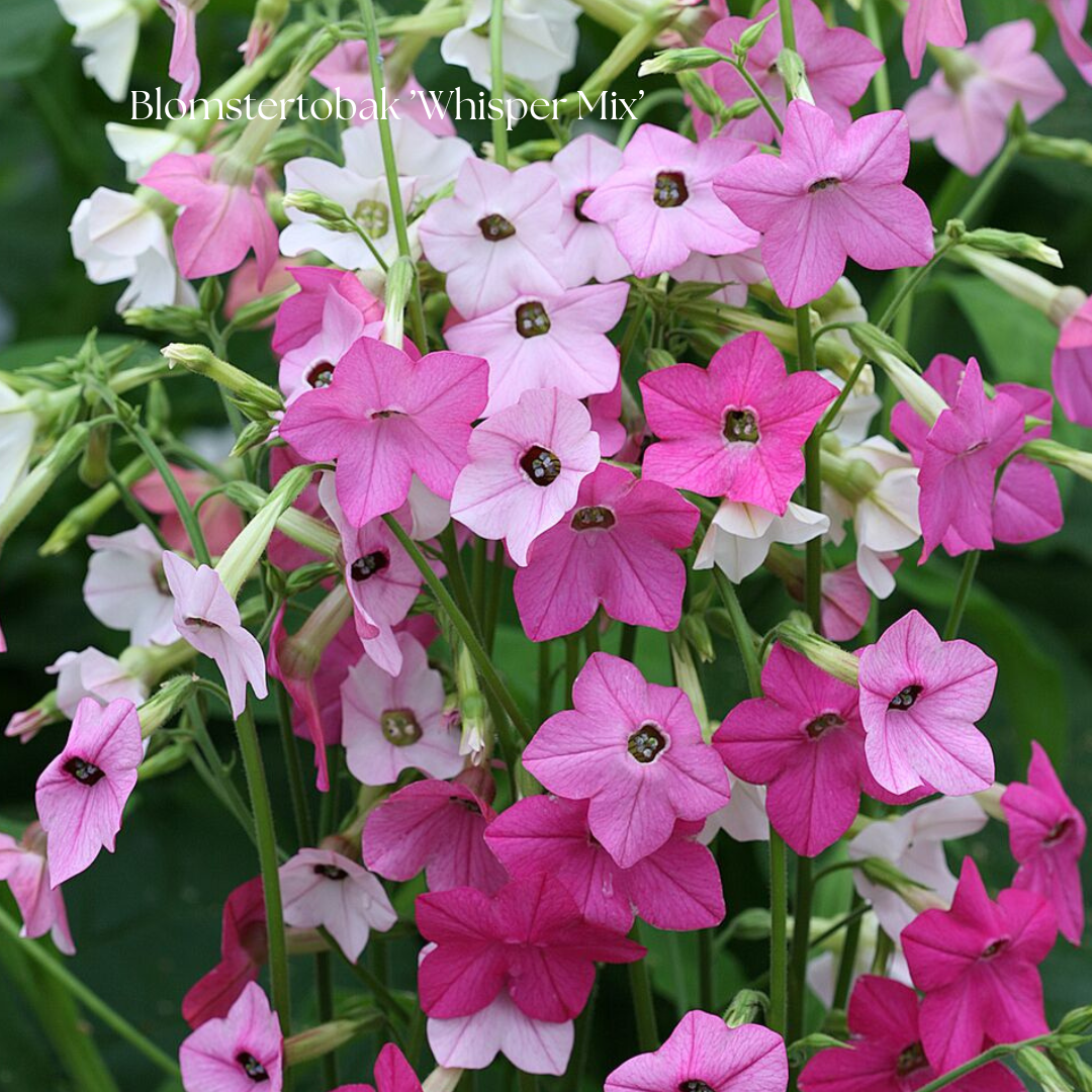 Blomstertobak Frö ’Whisper Mix’