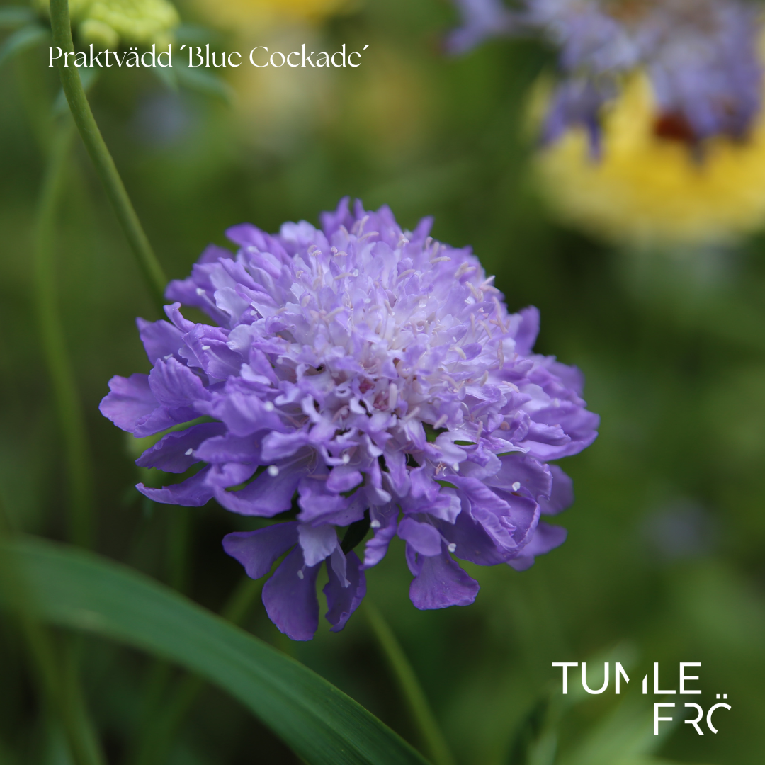 Praktvädd Frö ´Blue Cockade´