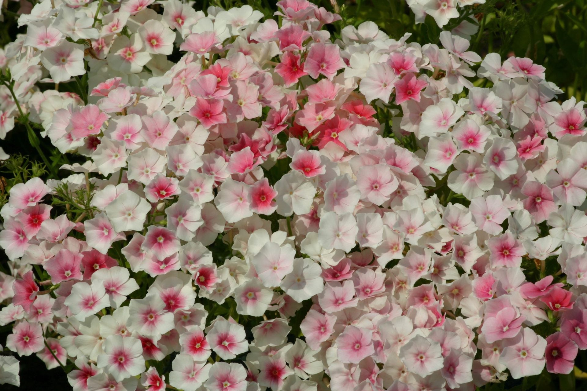Sommarflox Frö ´Blushing Bride´