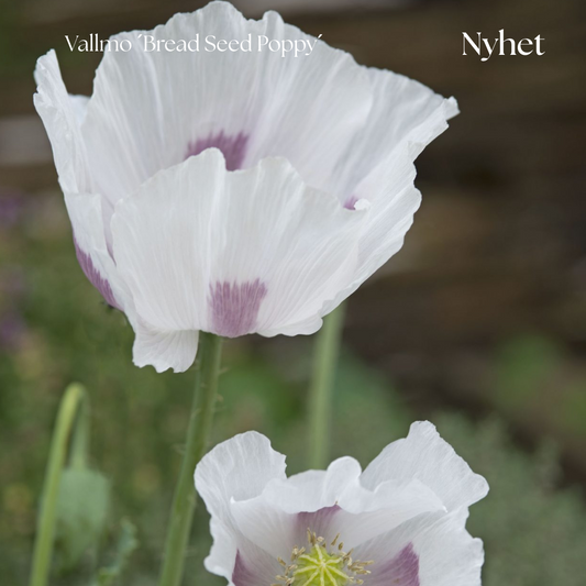 Vallmo Frö ´Bread Seed Poppy´