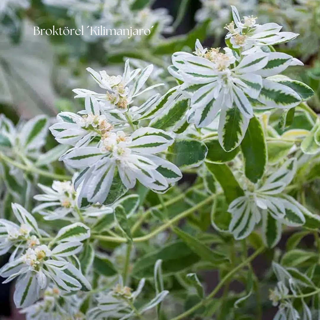 Broktörel Frö ´Kilimanjaro´