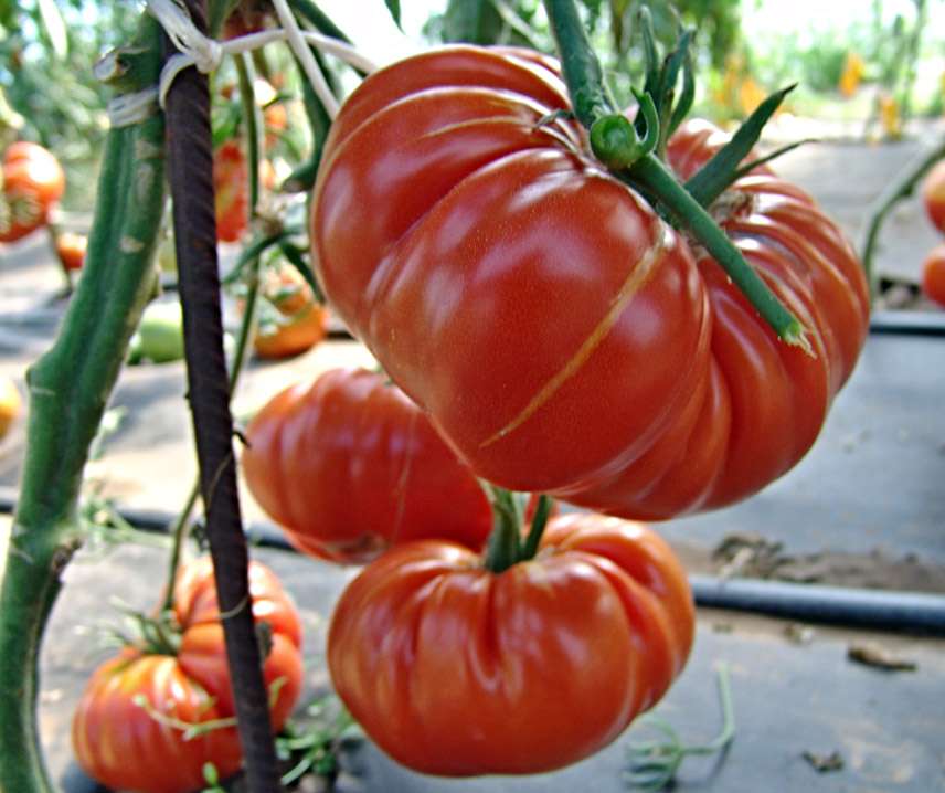 Tomat Frö  Biff ´Brutus´