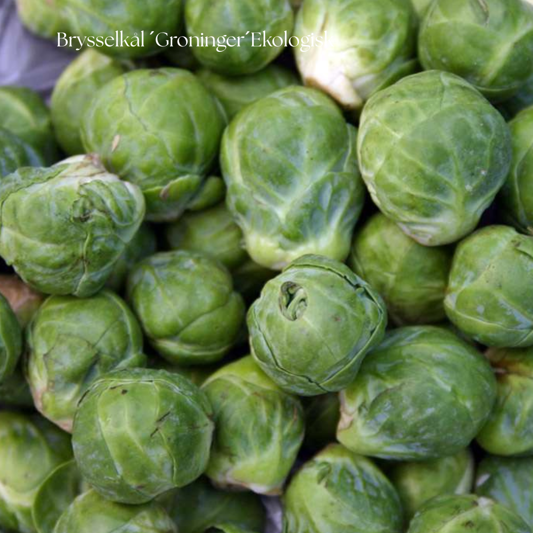 Brysselkål Frö ‘Groninger’ Ekologisk