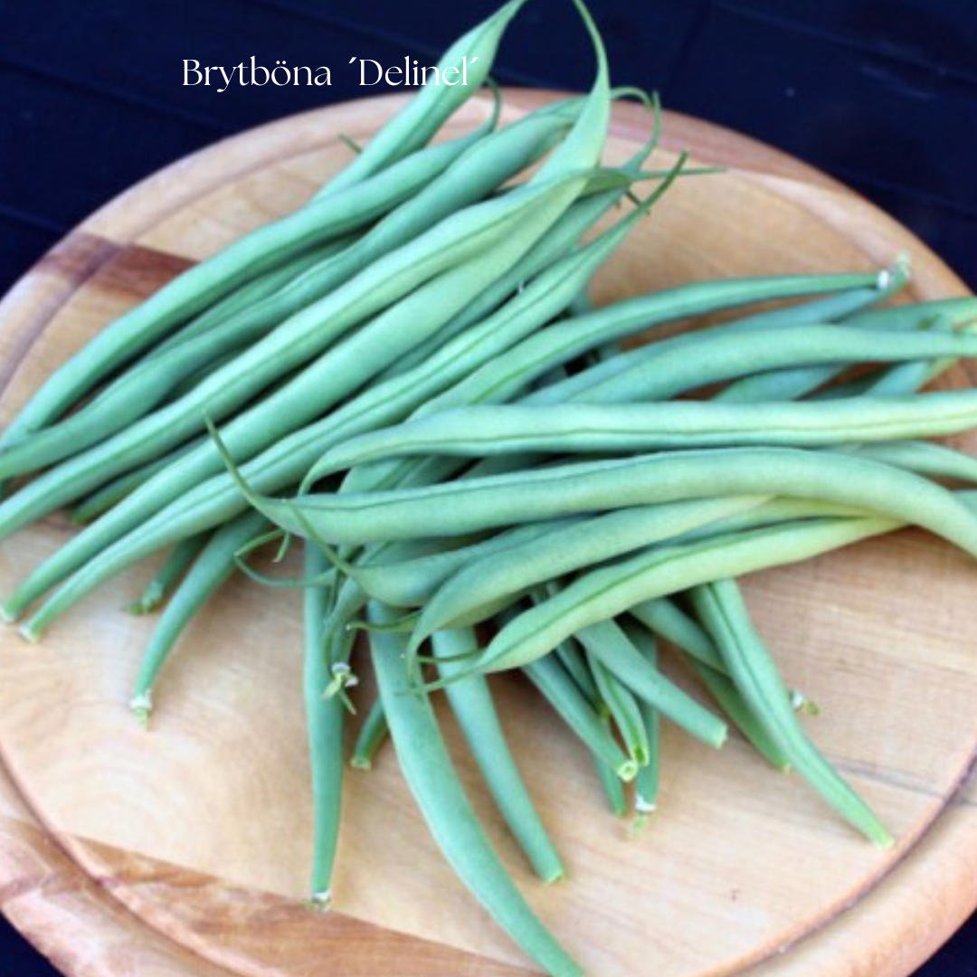 Brytböna Frö ´Delinel´ NYHET!