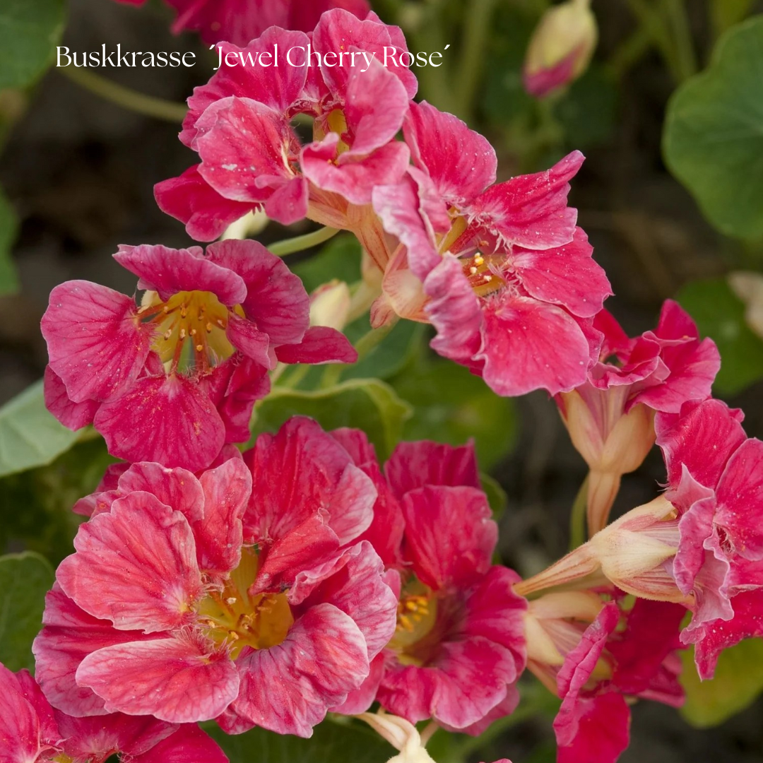 Buskkrasse Frö ´Jewel Cherry Rose´