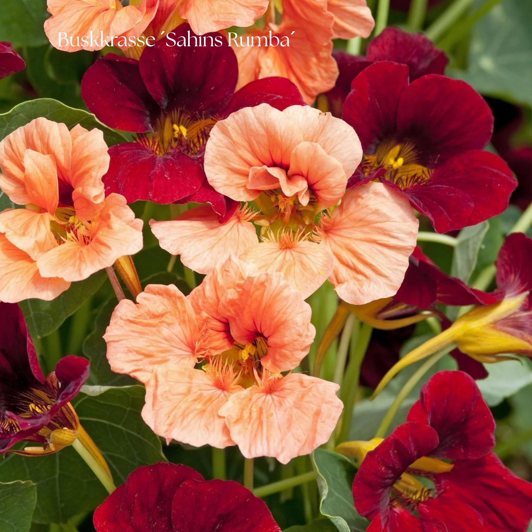 Buskkrasse Frö ´Sahins Rumba´