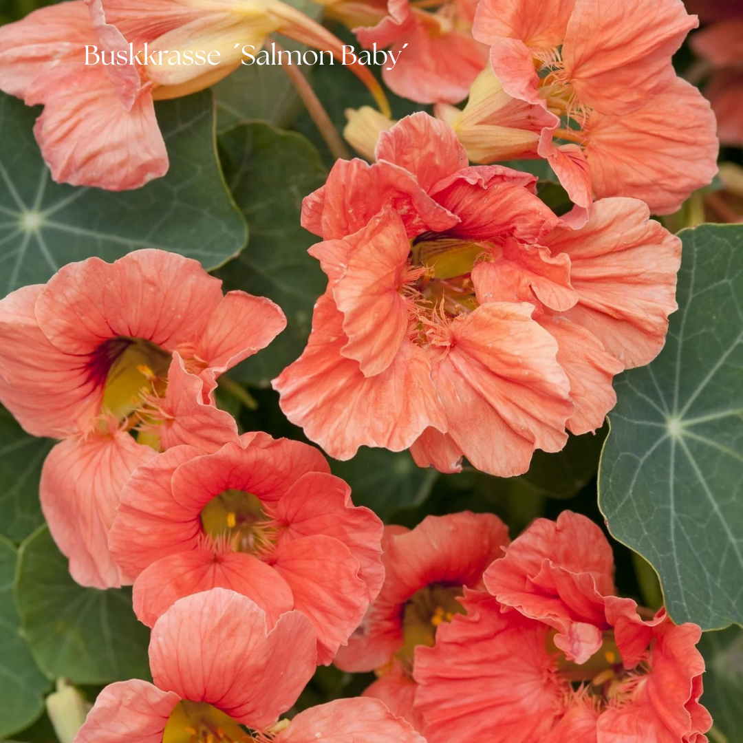 Buskkrasse Frö ´Salmon Baby´