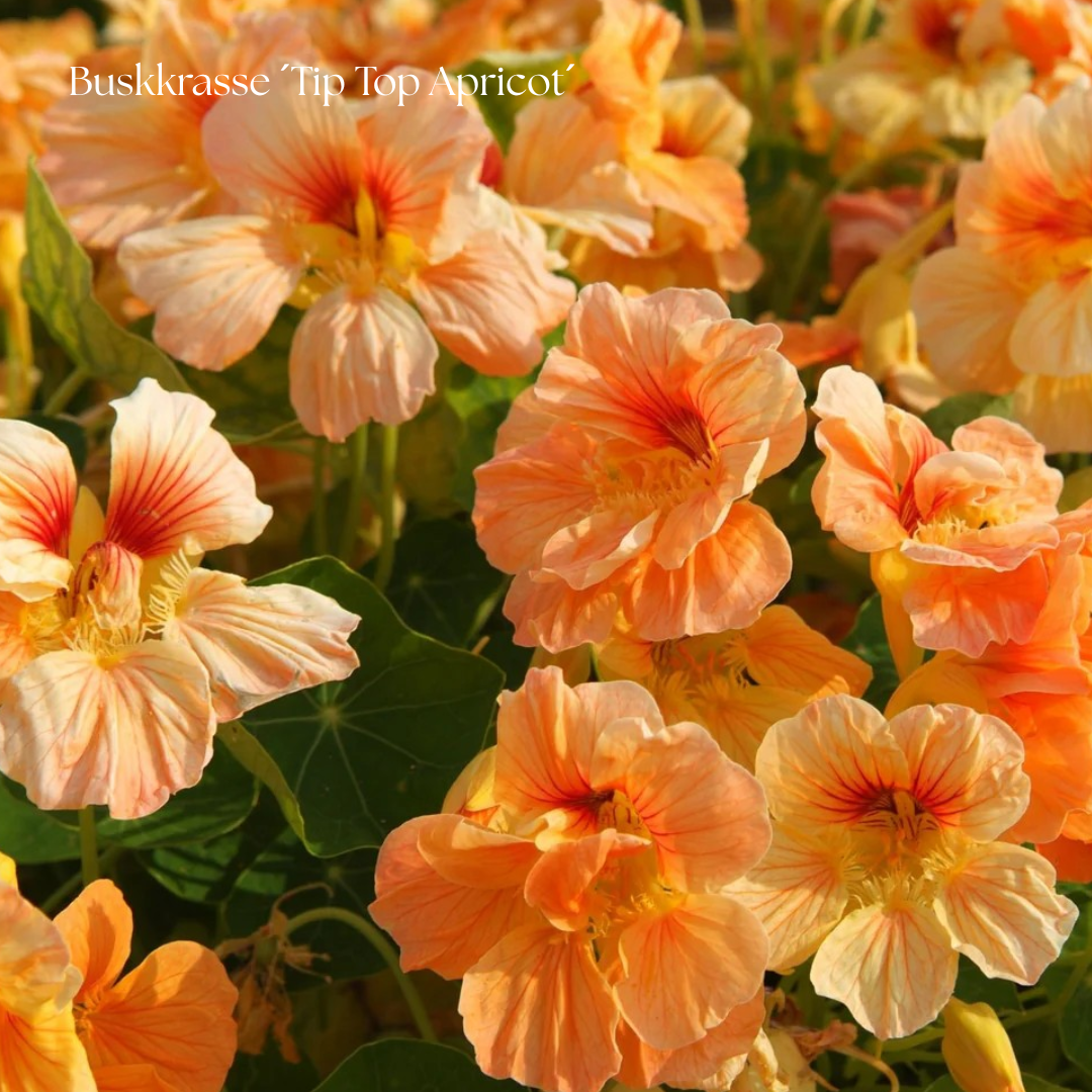 Buskkrasse Frö ´Tip Top Apricot´