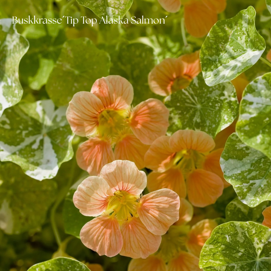 Buskkrasse Frö ´Tip Top Alaska Salmon´