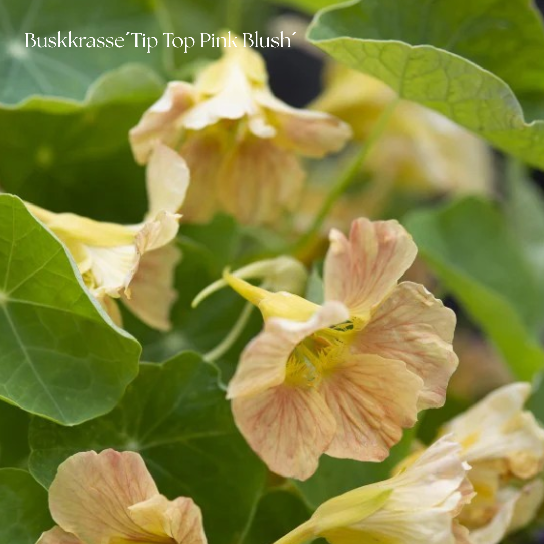 Buskkrasse Frö ´Tip Top Pink Blush´