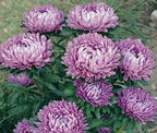 Aster ´Milady Lilac´